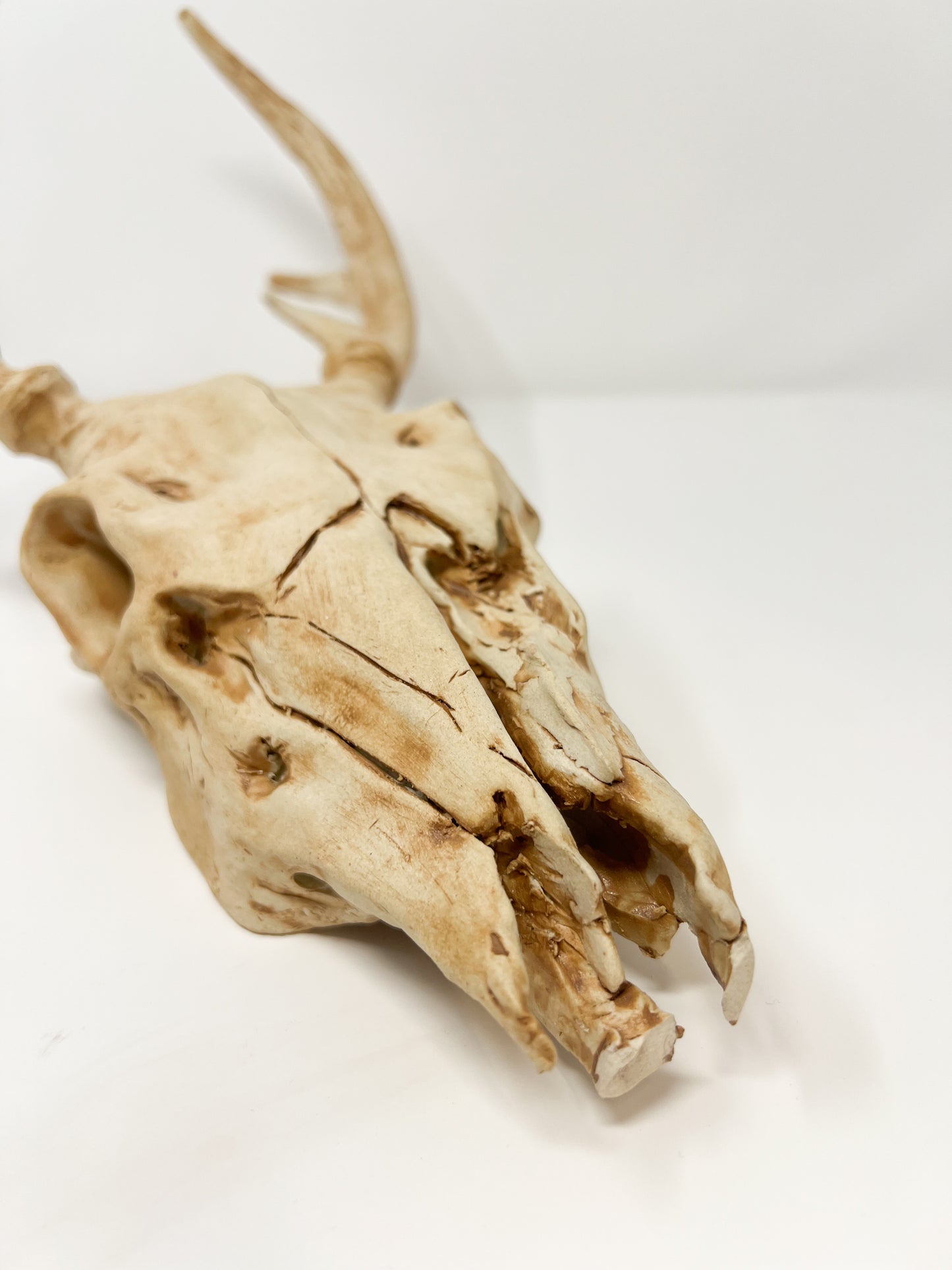 Vegan Deer Skull the Second