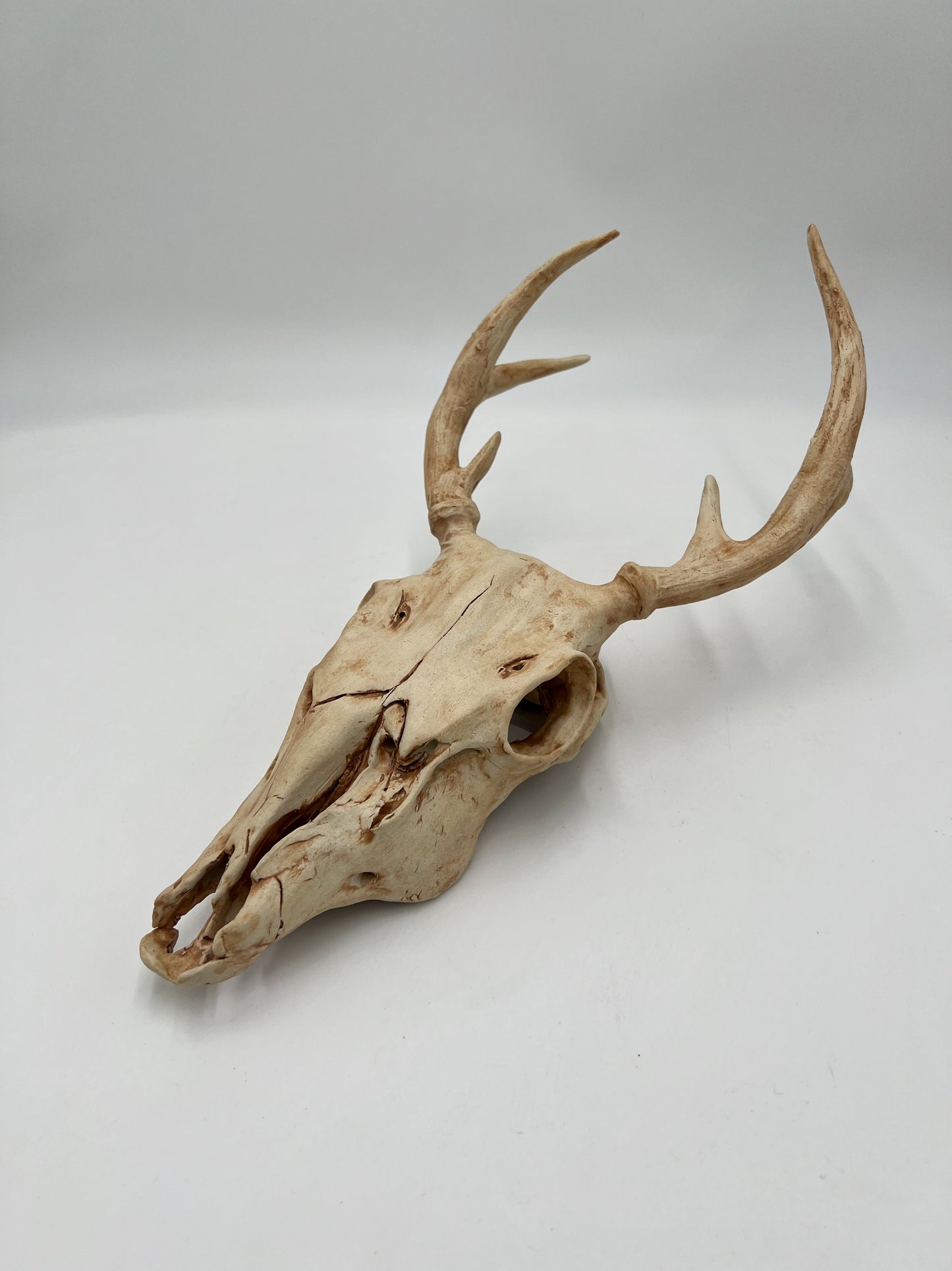 Vegan Deer Skull