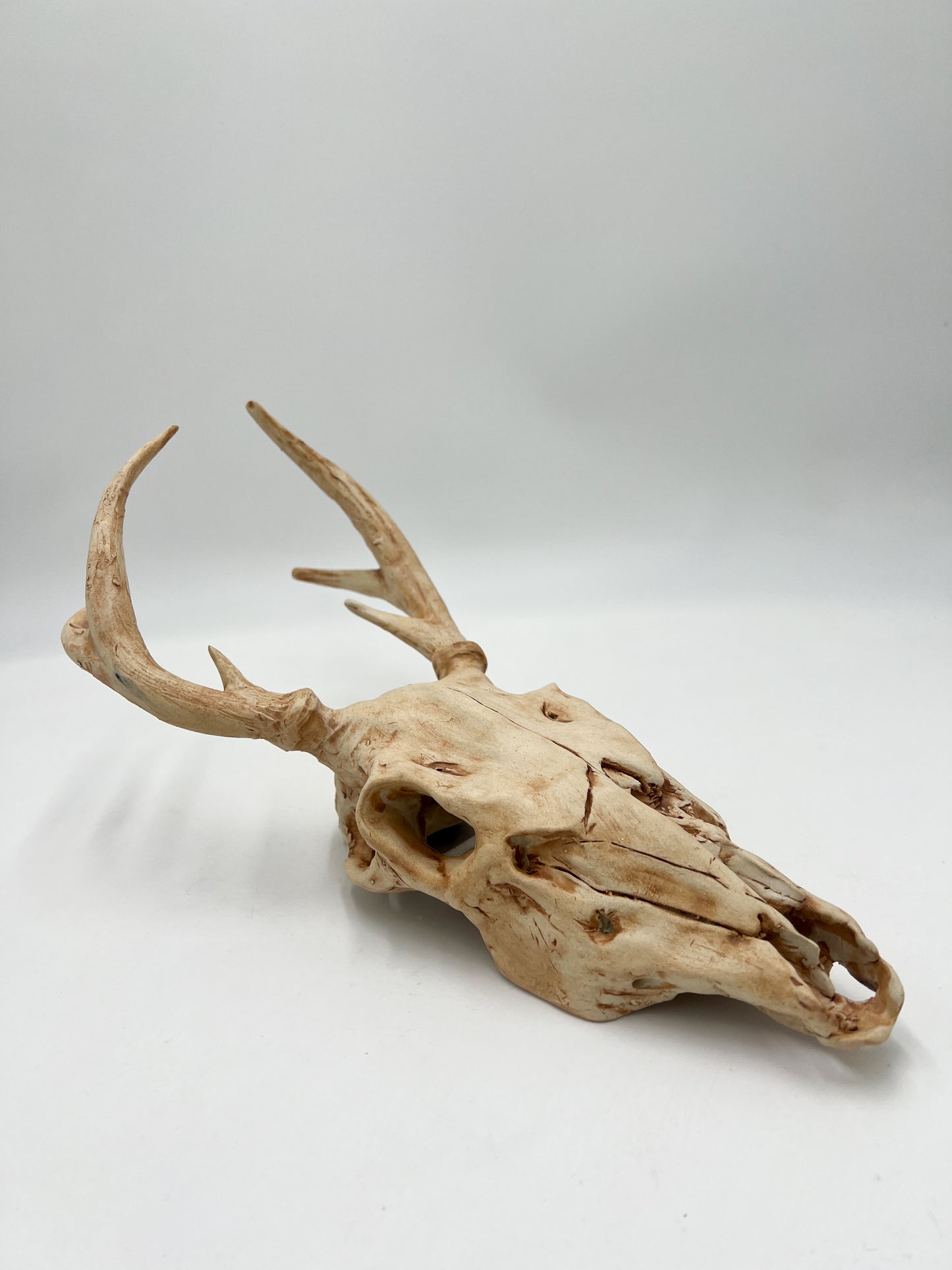Vegan Deer Skull