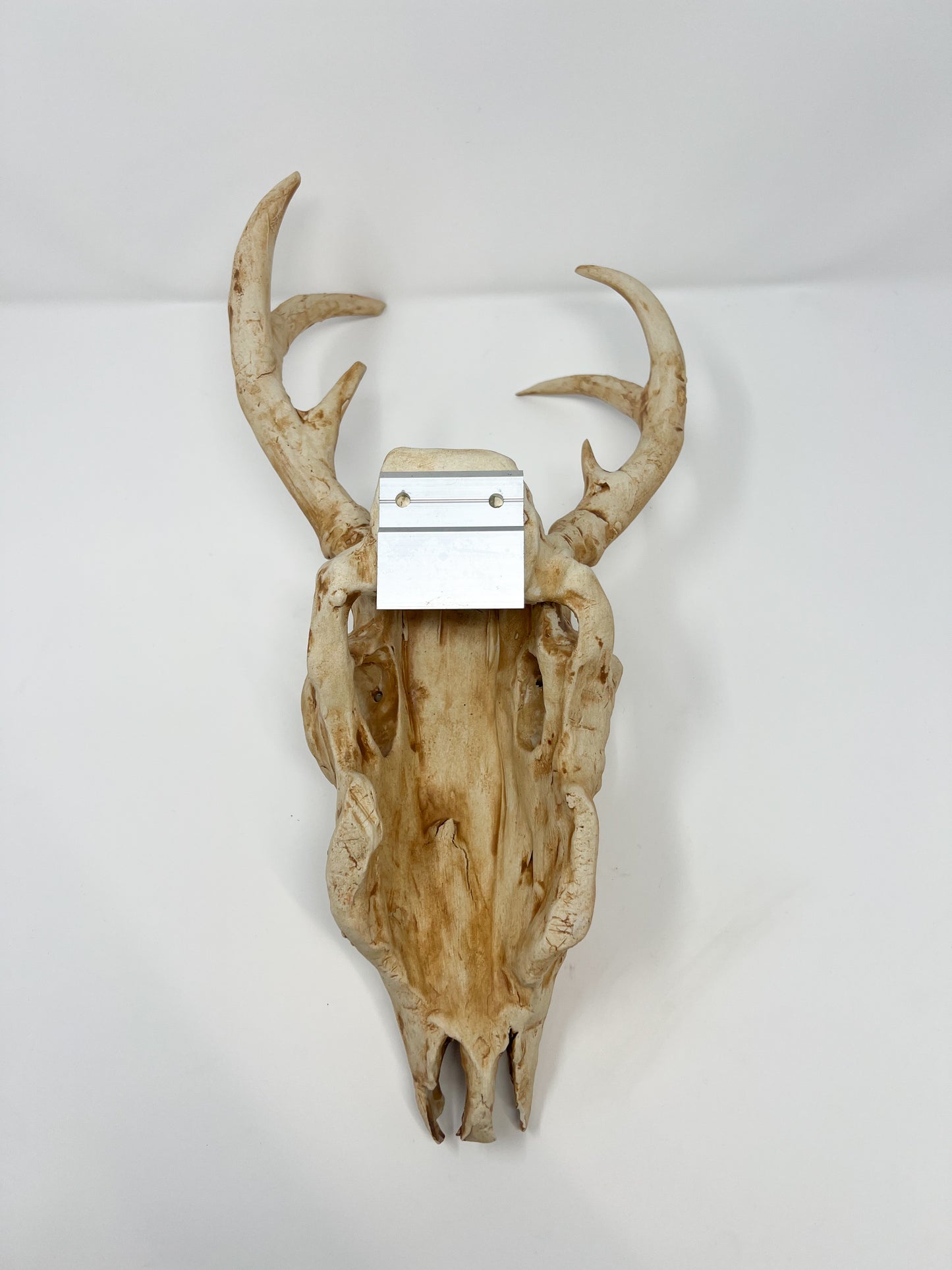 Vegan Deer Skull the Second
