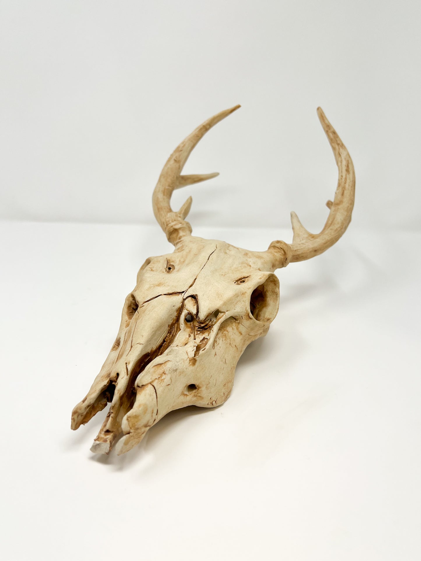 Vegan Deer Skull the Second