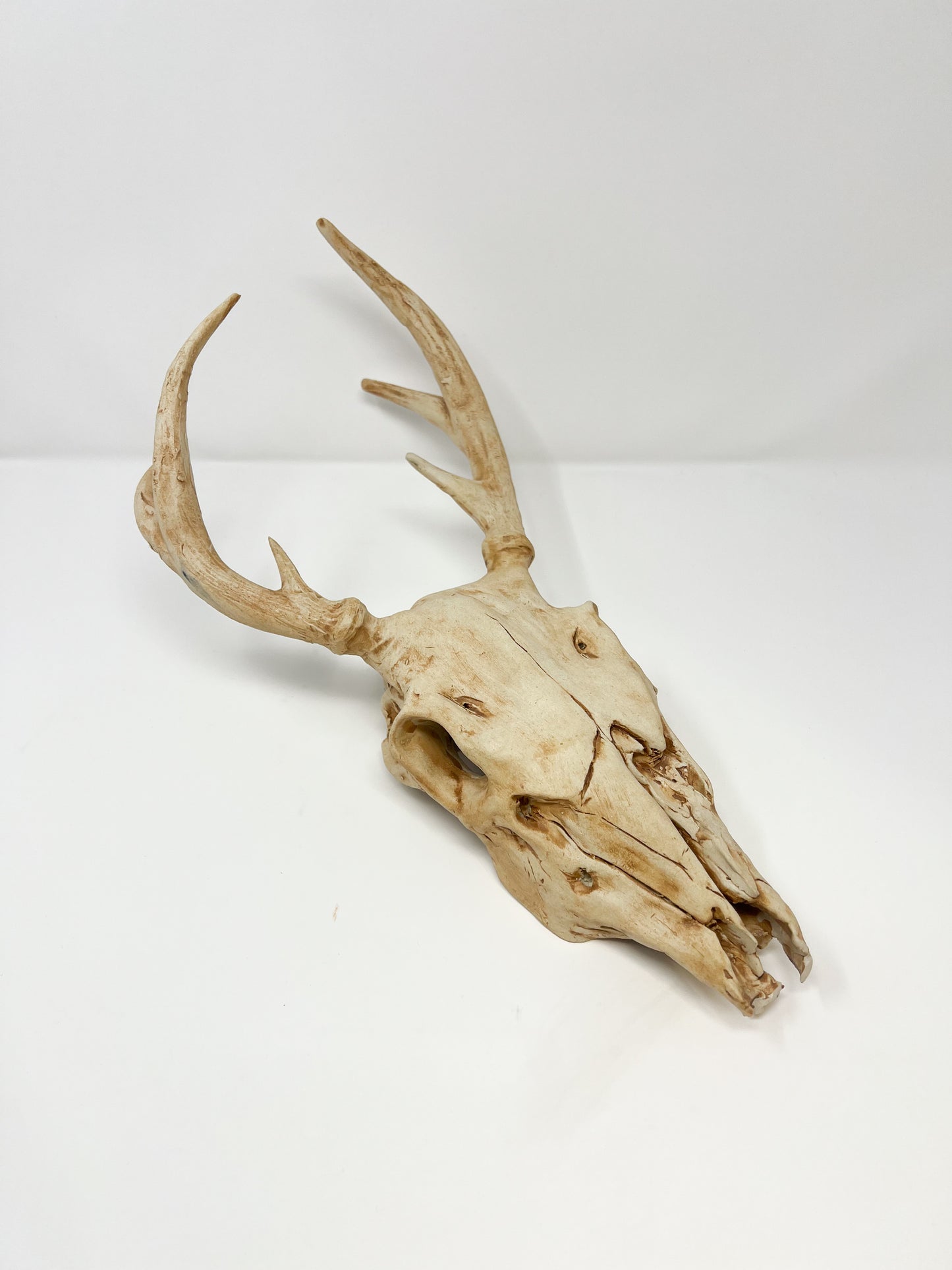 Vegan Deer Skull the Second