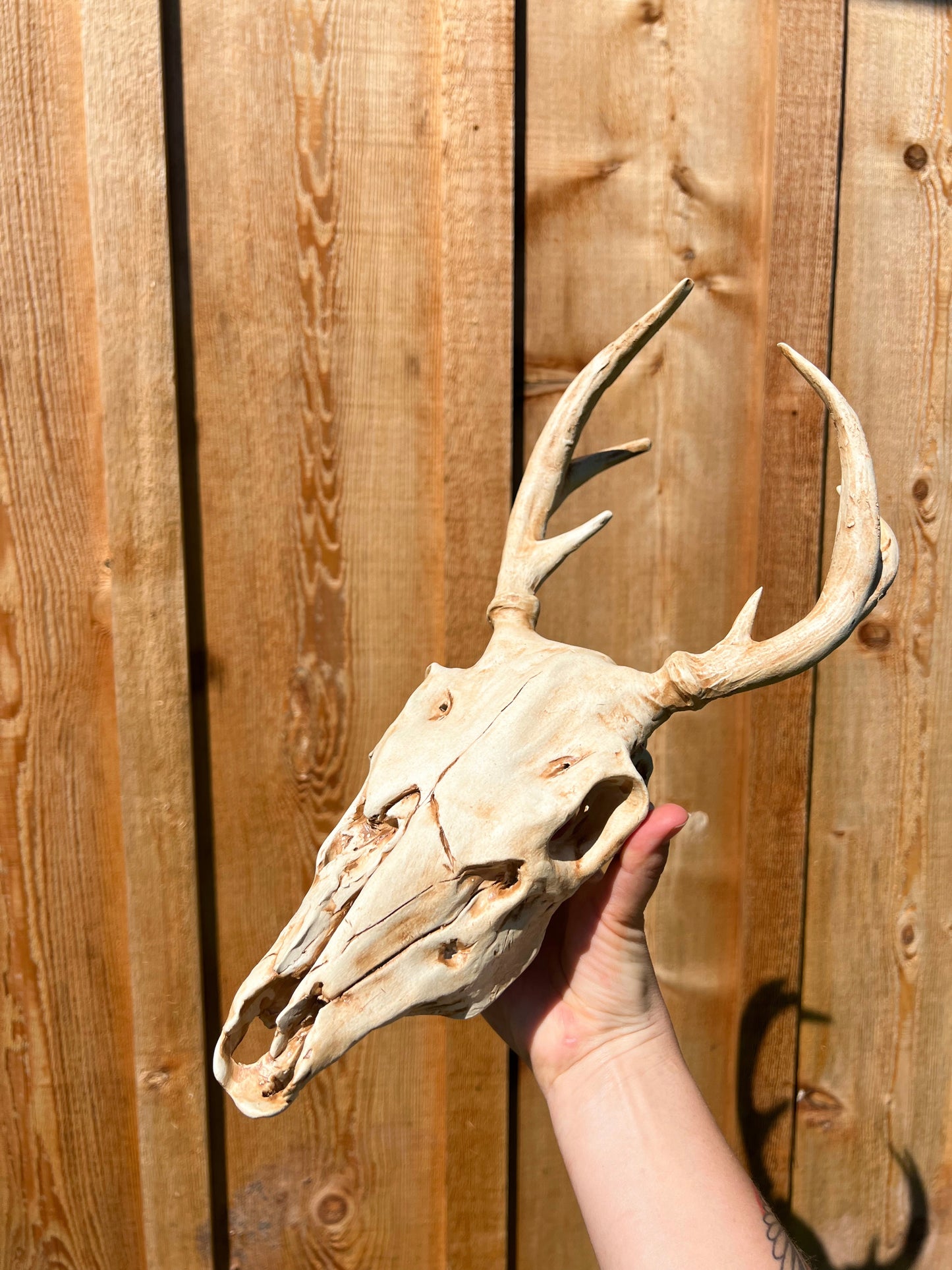 Vegan Deer Skull