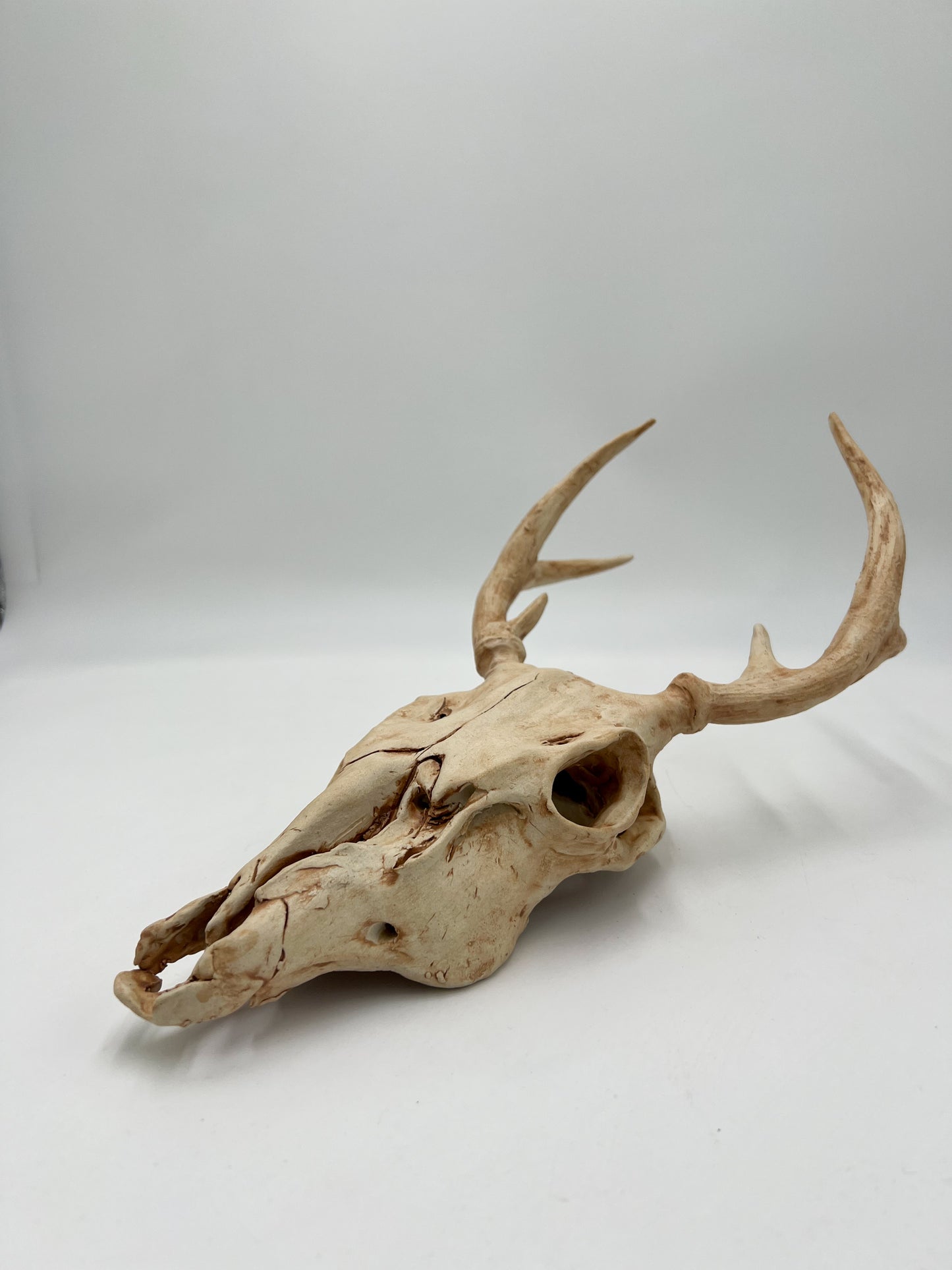 Vegan Deer Skull